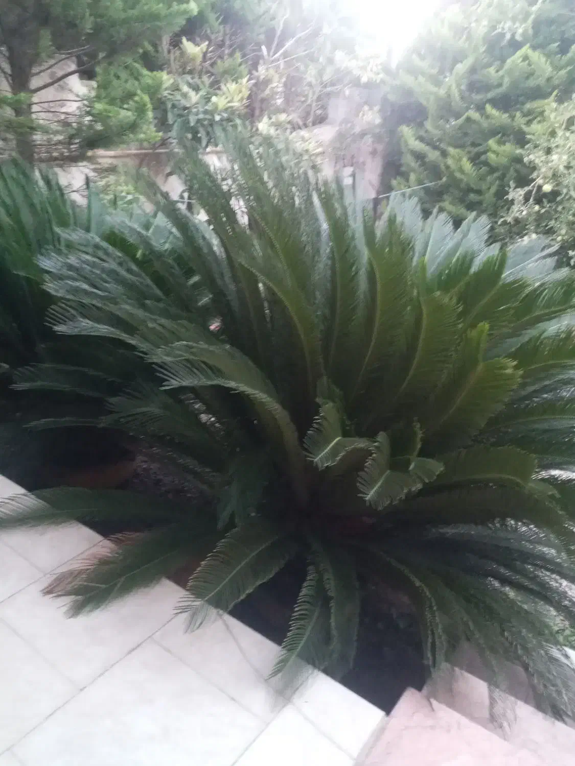 سیکاس ۱۲ ساله|گل و گیاه طبیعی|ایزدشهر, |دیوار