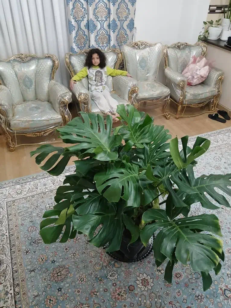 گل بزرگ آپارتمانی وتزیینی برگ انجیری مونسترا|گل و گیاه طبیعی|اندیشه, شهرک مریم|دیوار