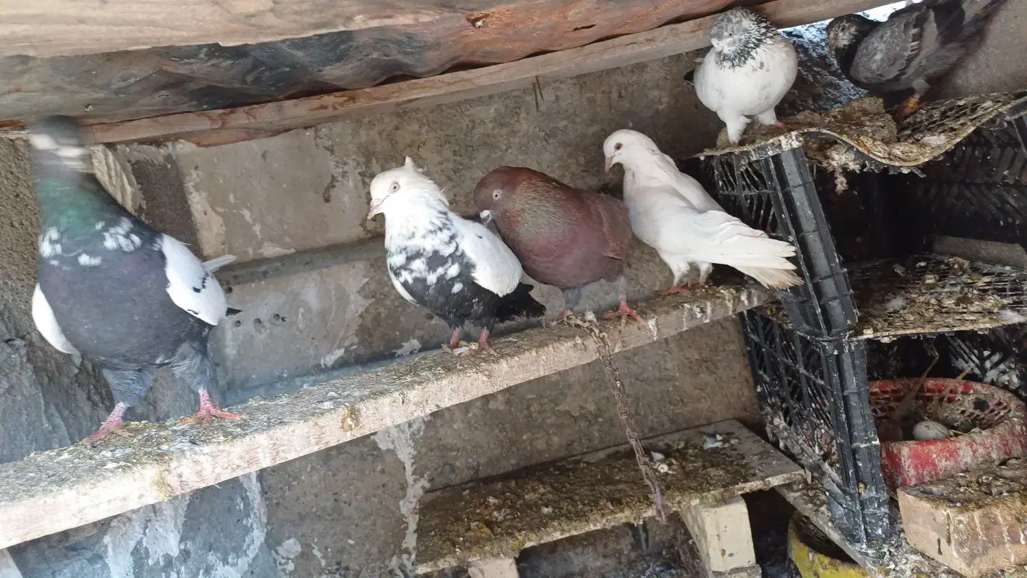 تعدادی کبوتر پرش سنگین|پرنده|امیدیه, |دیوار