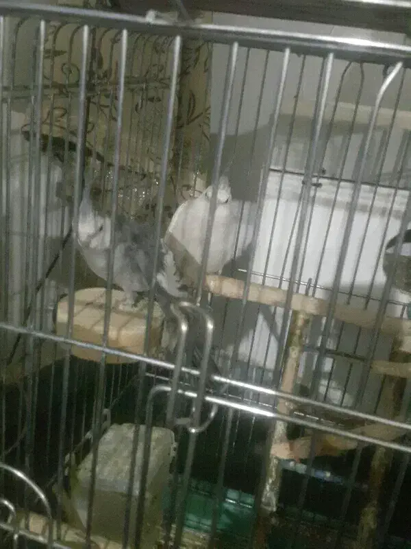 عروس هلندی|پرنده|سنندج, |دیوار