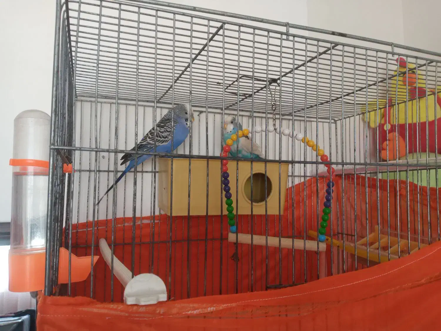 پرنده‌|پرنده|شاهدشهر, |دیوار