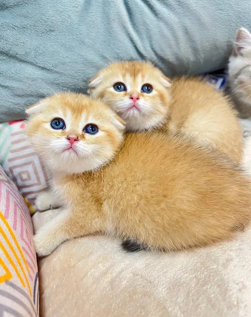 گربه یک دوست ملوس برای شما|گربه|شیراز, حومه شیراز|دیوار