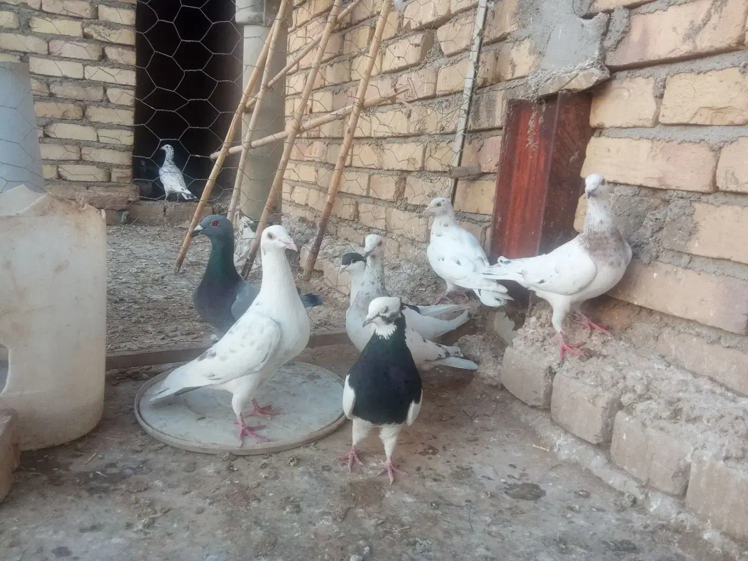 کبوتر|پرنده|اسفرورین, |دیوار