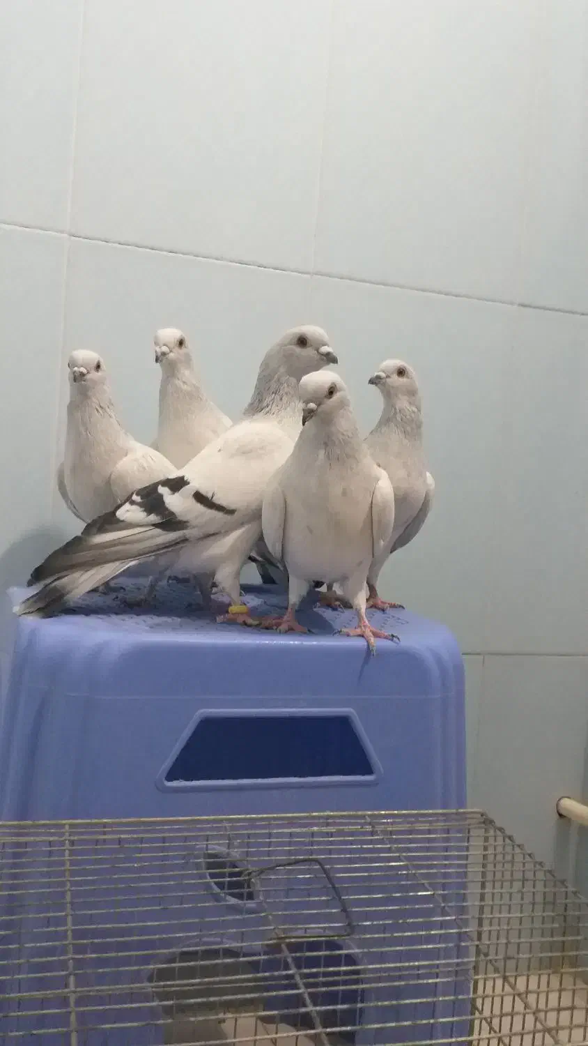 کبوتر شامی|پرنده|آذرشهر, |دیوار