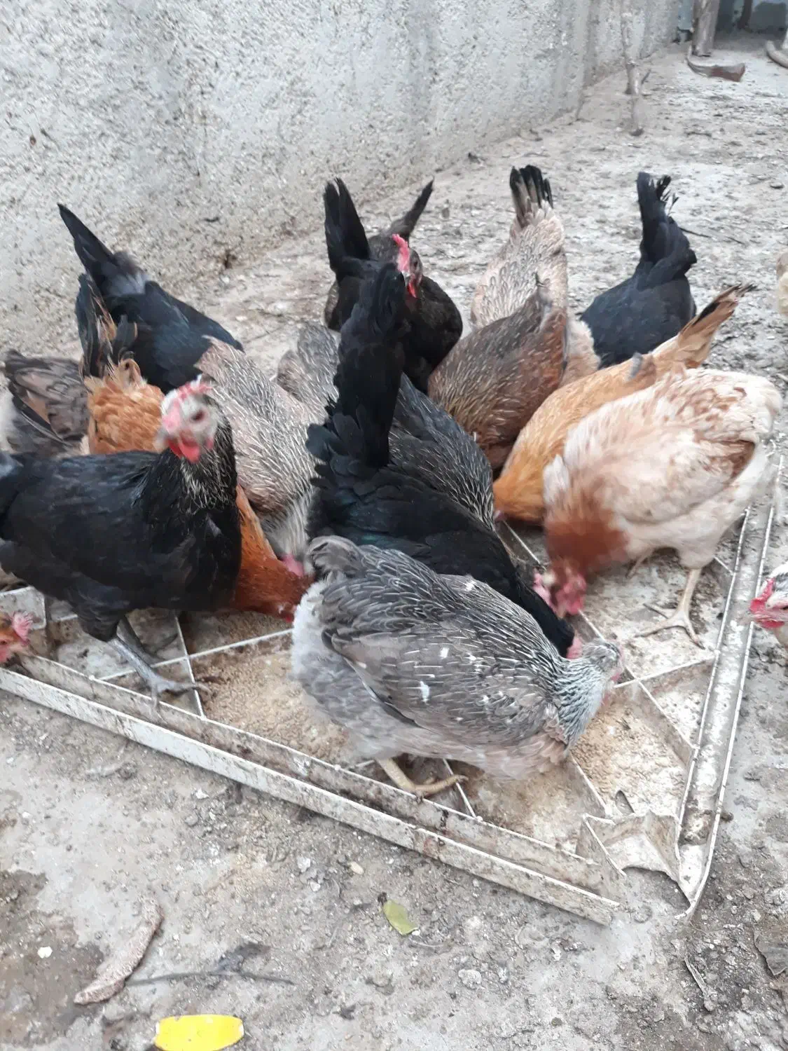 مرغ محلی|حیوانات مزرعه|اهرم, |دیوار