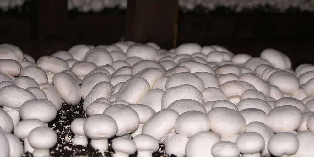 اشپز|استخدام خدمات فروشگاه و رستوران|هشتگرد, تهران دشت|دیوار