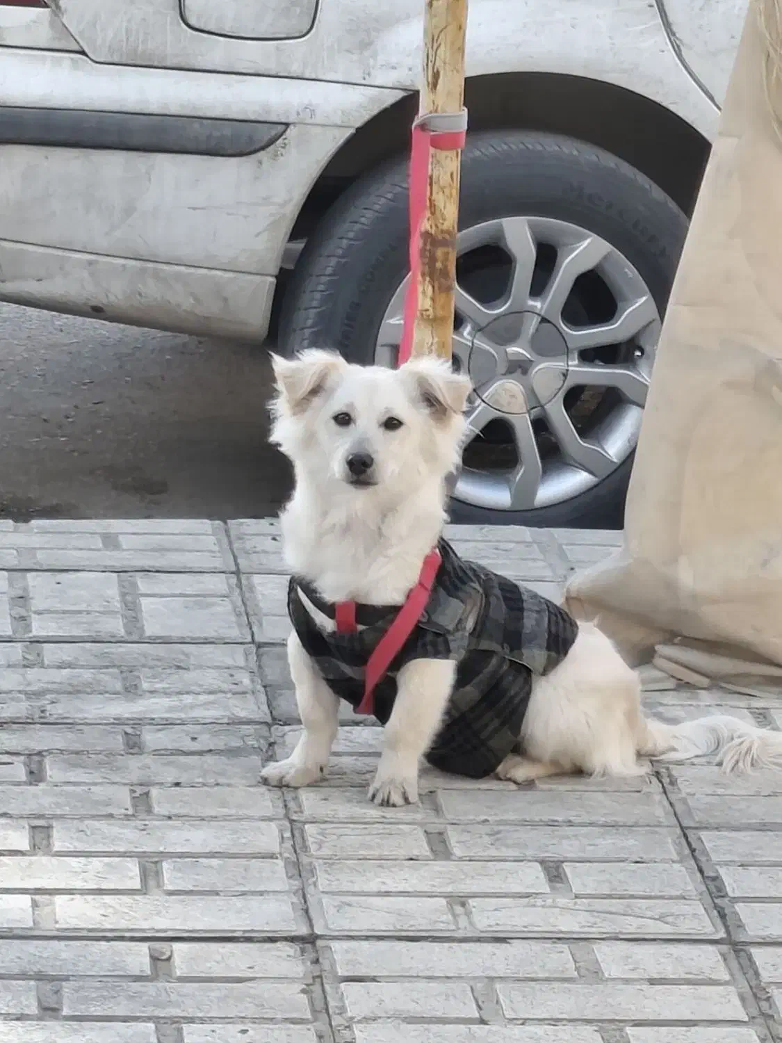 سگ نر|سگ|کرمانشاه, |دیوار