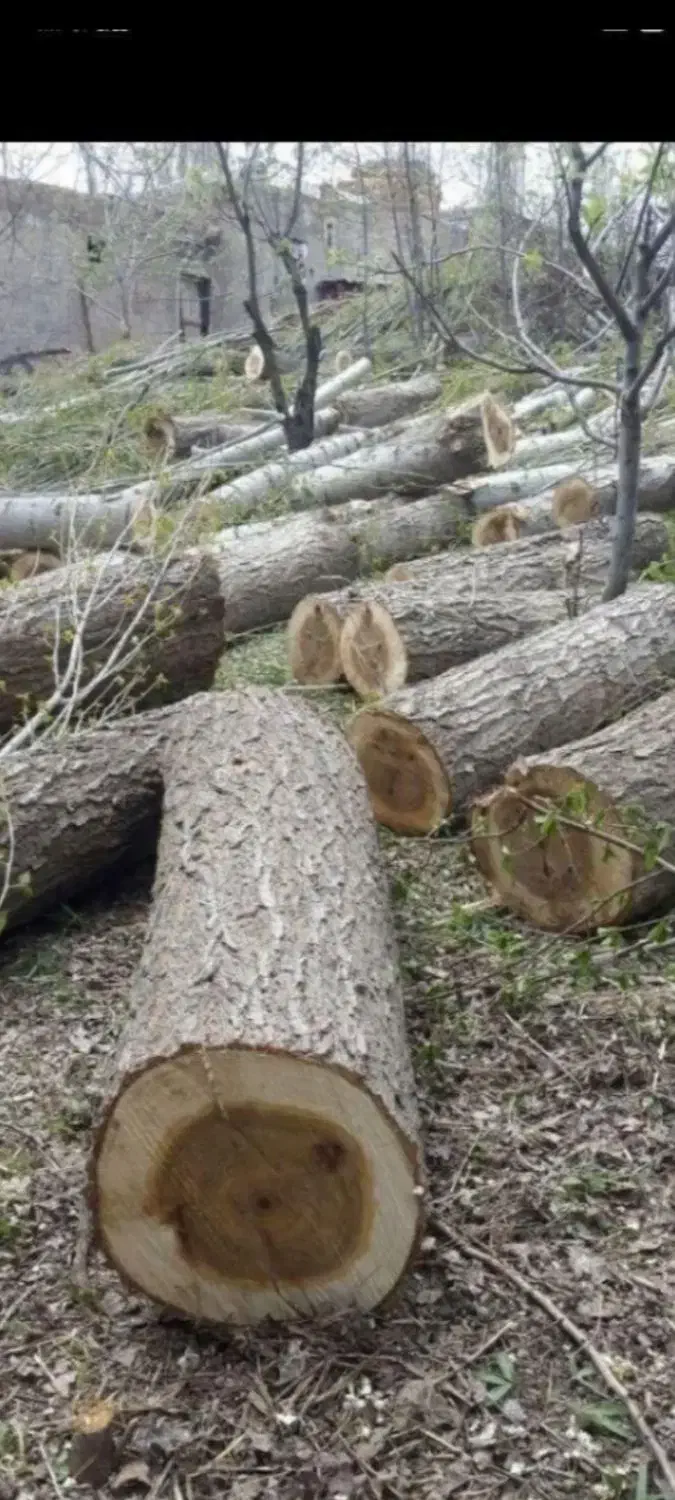 خرید انواع چوب|خدمات باغبانی و درختکاری|باسمنج, |دیوار