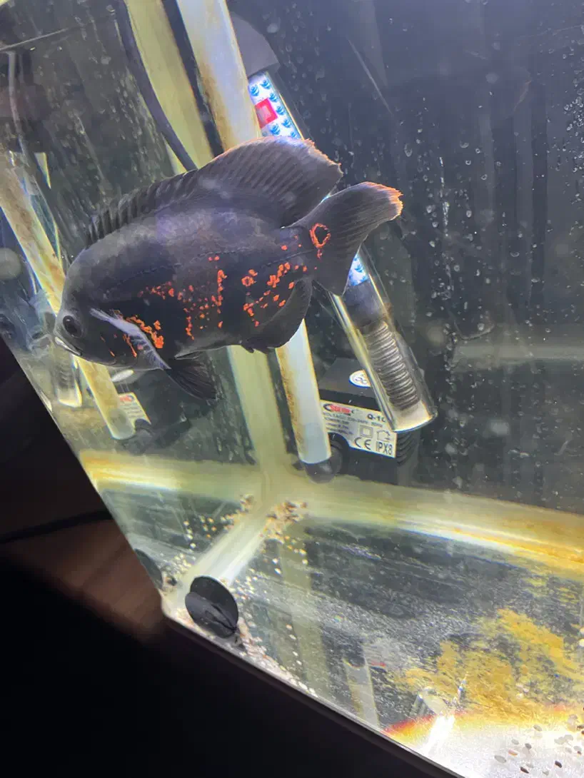 اسکار|ماهی|تهران, جنت‌آباد جنوبی|دیوار