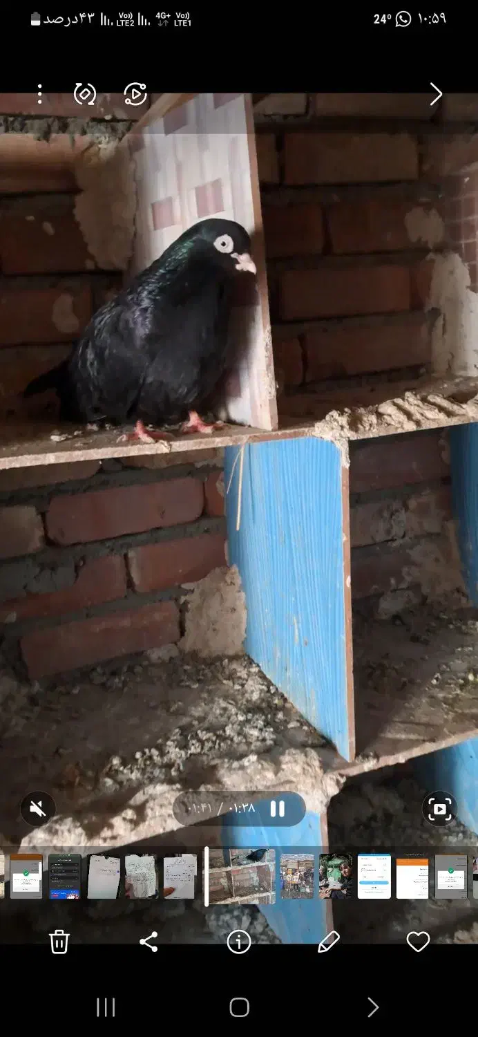 فروش کبوتر سیاه آبادانی|پرنده|سرشیو, |دیوار