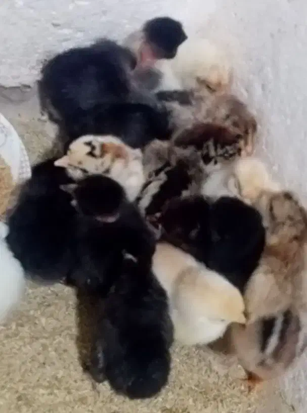 جوجه مرغ محلی|حیوانات مزرعه|یاسوج, |دیوار