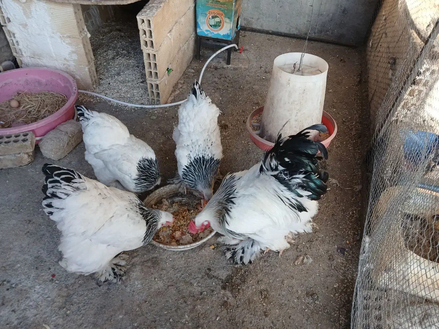 تخم نطفه دار برهما لایت|حیوانات مزرعه|فولادشهر, زاینده رود|دیوار