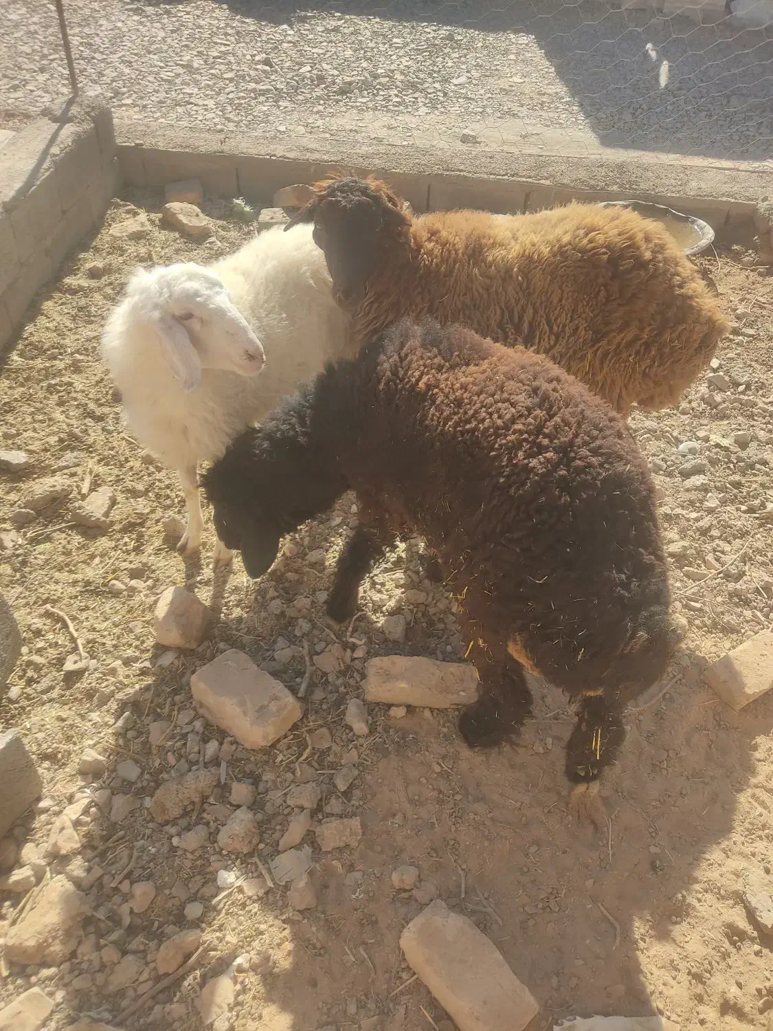سه عدد بره مال جنس یک نر ودوماده|حیوانات مزرعه|قائن, |دیوار
