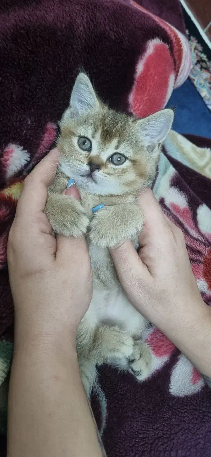 بچه گربه ناز بریتیش گلد ۲ماهه|گربه|اهواز, زیباشهر|دیوار