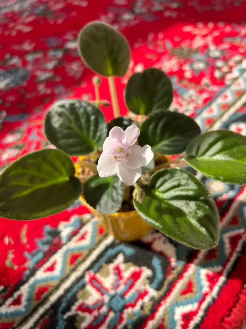 فروش انواع بنفشه آفریقایی|گل و گیاه طبیعی|رحیم‌آباد, |دیوار