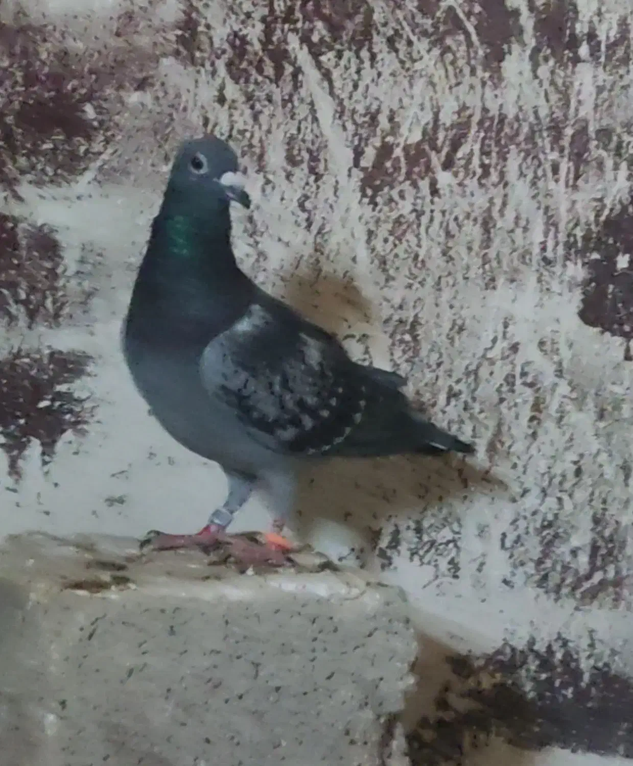 چند عدد کبوتر عالی آبادانی و سینه ای و پلاکی|پرنده|خورموج, |دیوار