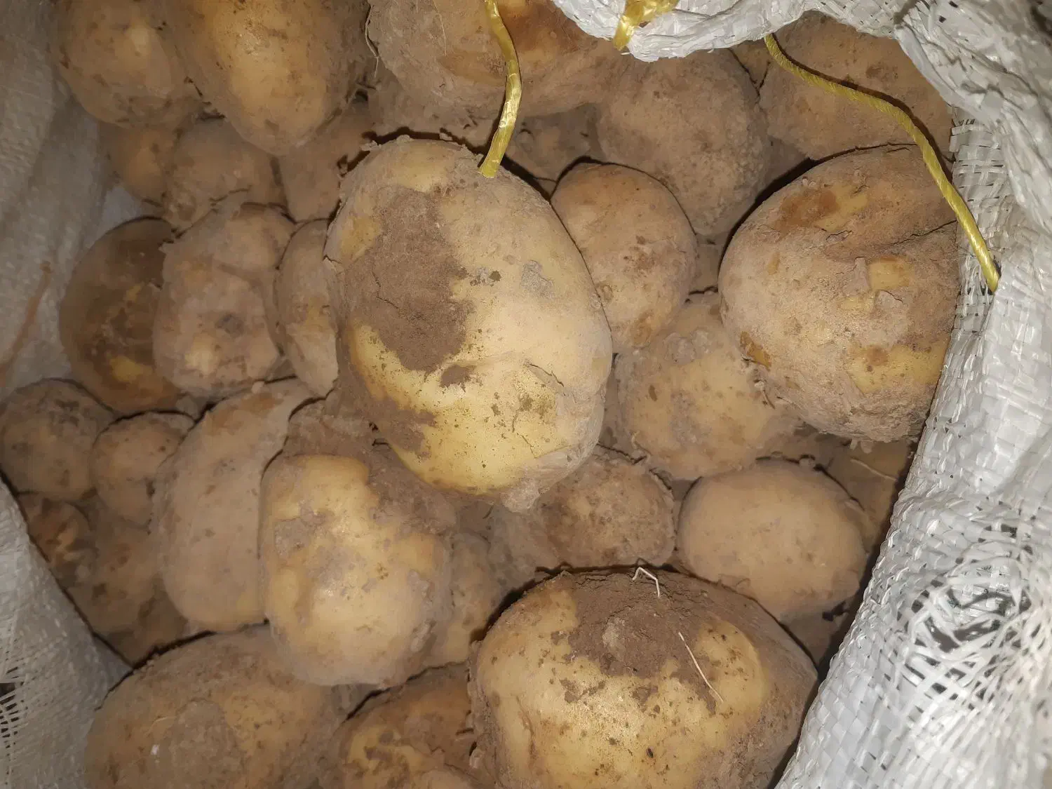 سیب آگریا|خوردنی و آشامیدنی|داران, |دیوار