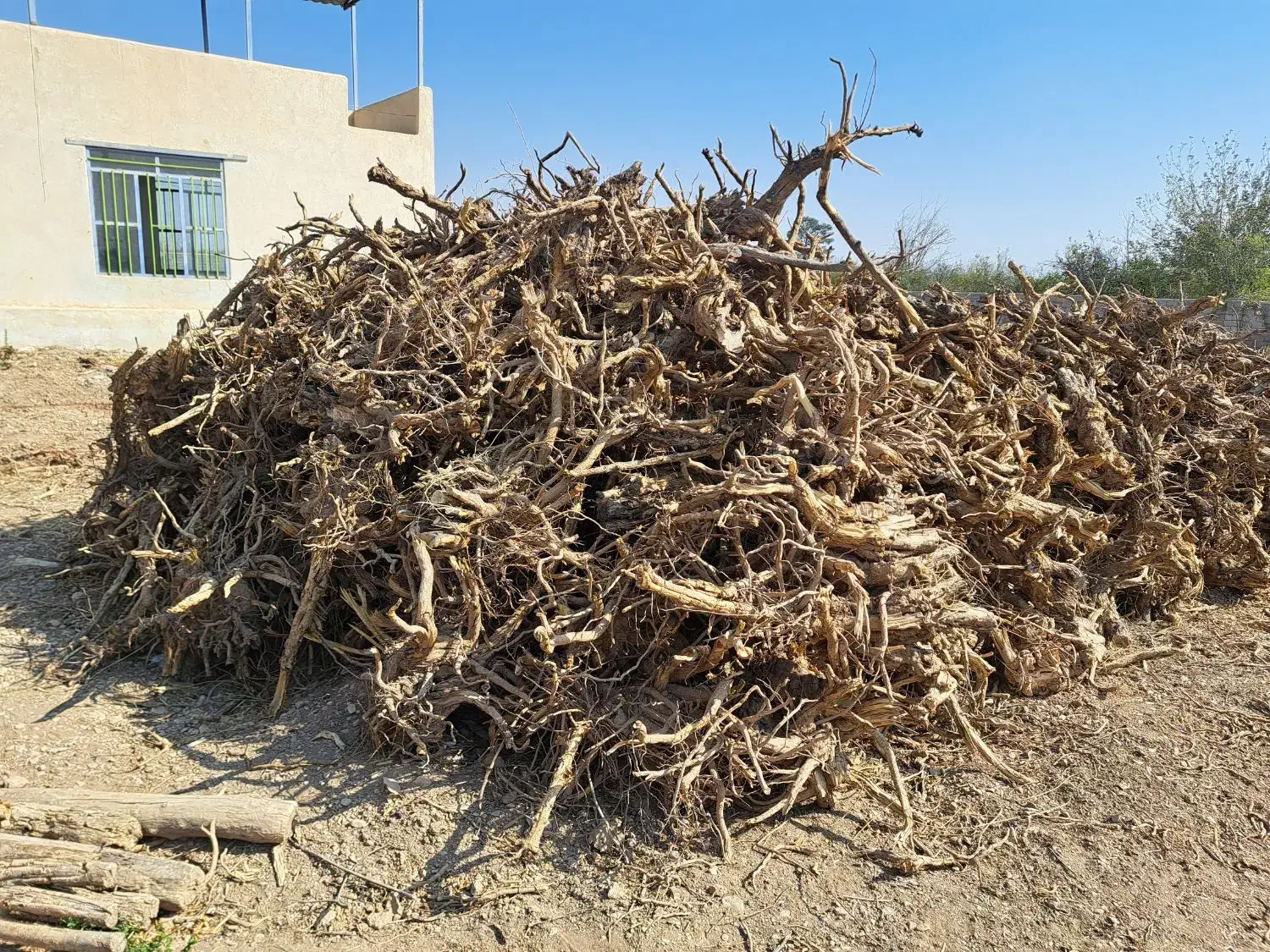 چوب ریشه انار|عمدهفروشی|شیراز, شهرک صدا و سیما|دیوار