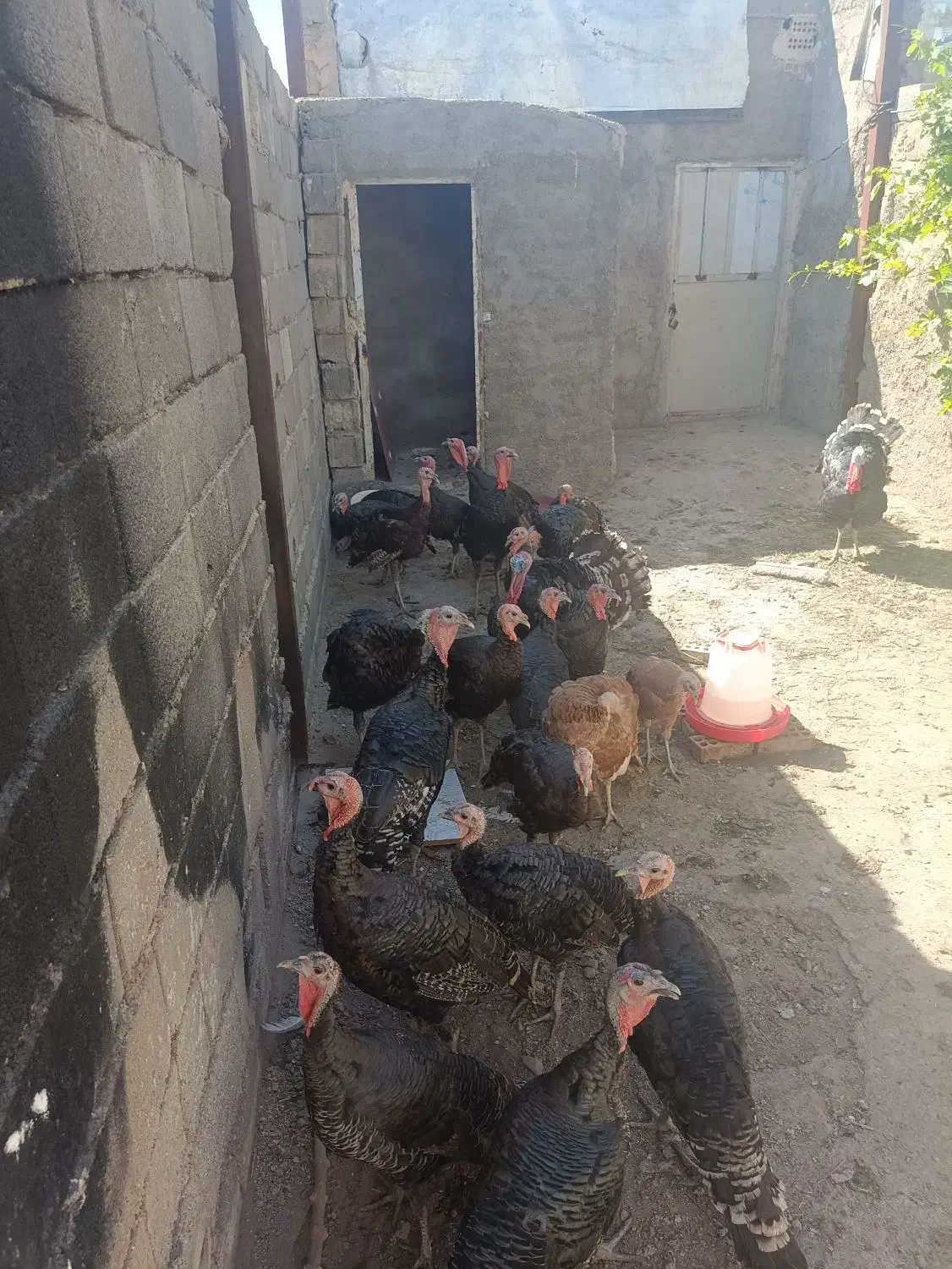 تخم بوقلمو|حیوانات مزرعه|پاکدشت, پاکدشت (مامازند)|دیوار