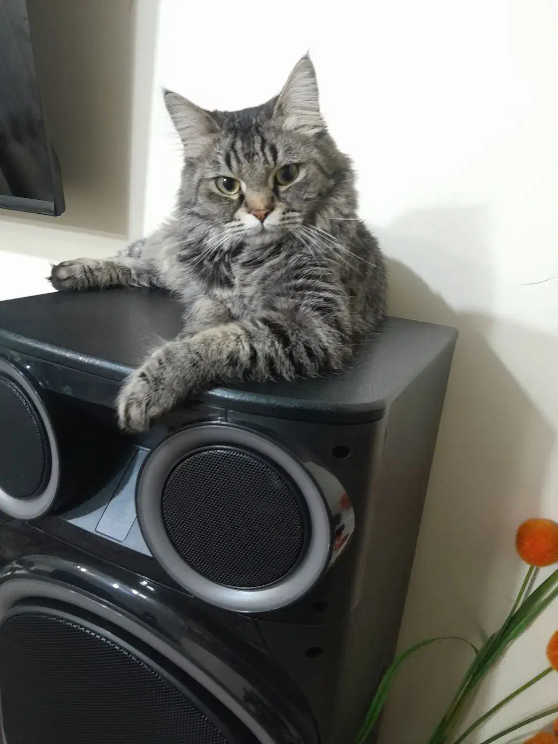 گربه ماده پرشین میکس گمشده|حیوانات|ری, دولت‌آباد|دیوار