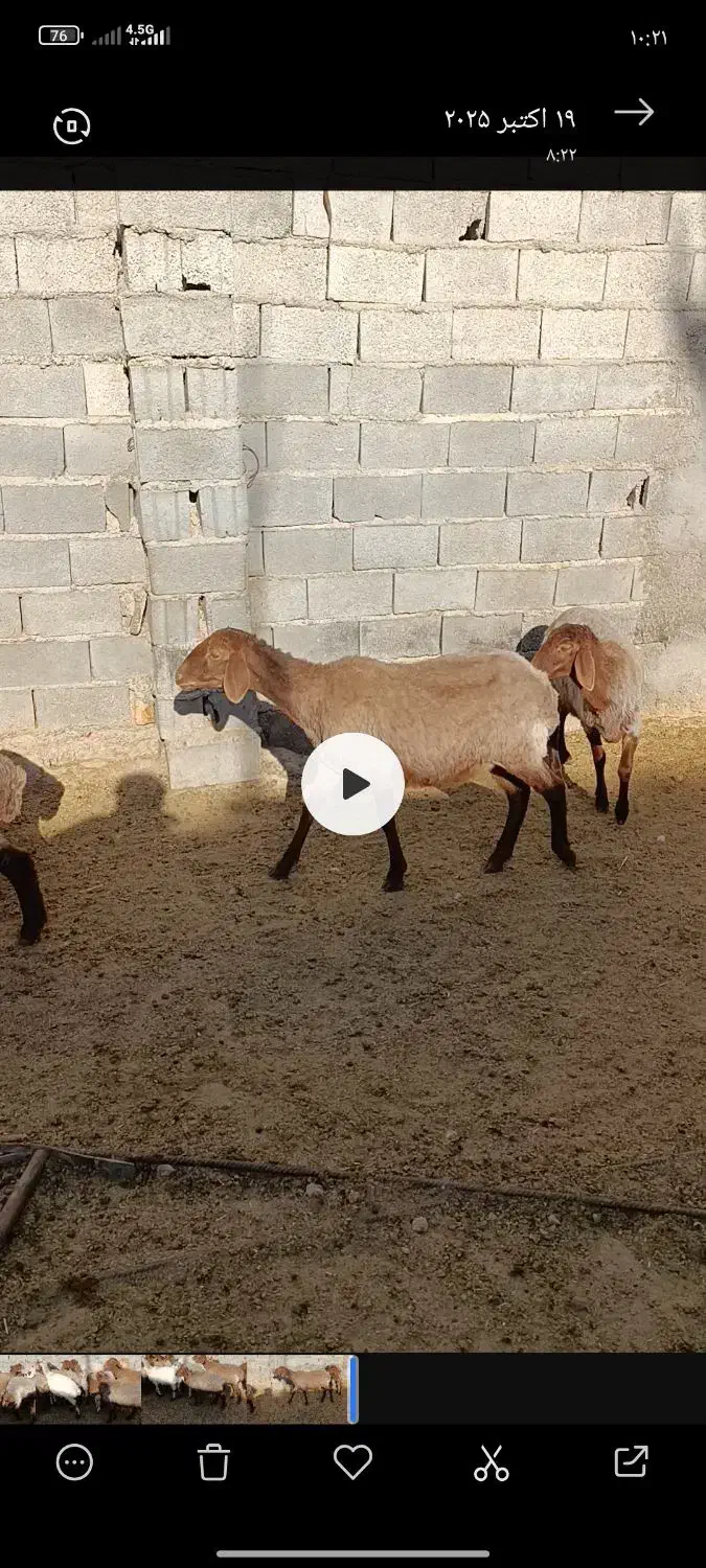 بره های ماده هترو|حیوانات مزرعه|بجنورد, |دیوار