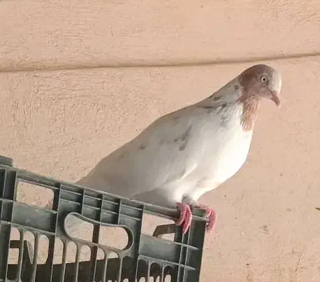 کبوتر|پرنده|شبانکاره, |دیوار