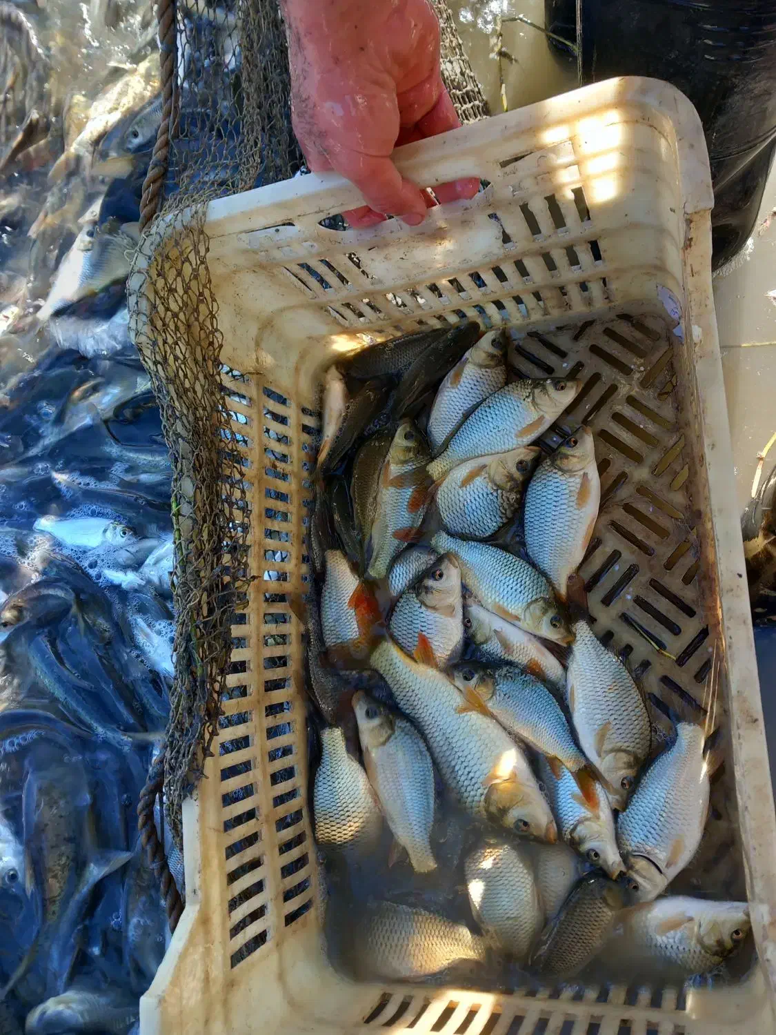 بچه ماهی گرم ابی|ماهی|سورک, |دیوار