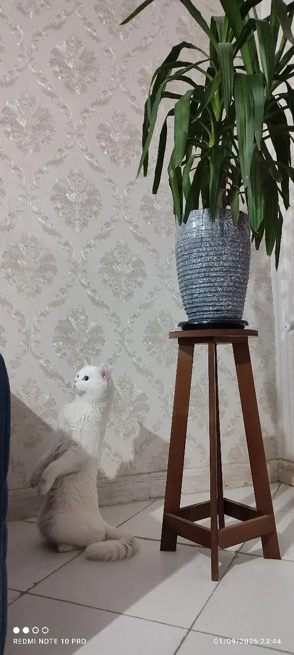 پسر عقیم شده|گربه|گلبهار, شهر جدید گلبهار|دیوار