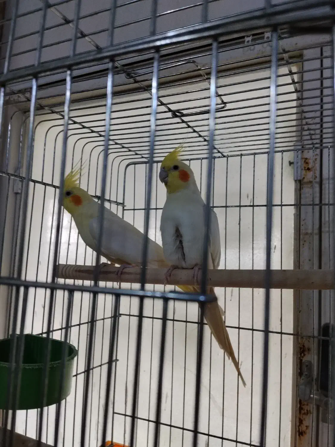 عروس‌هلندی|پرنده|نمین, |دیوار