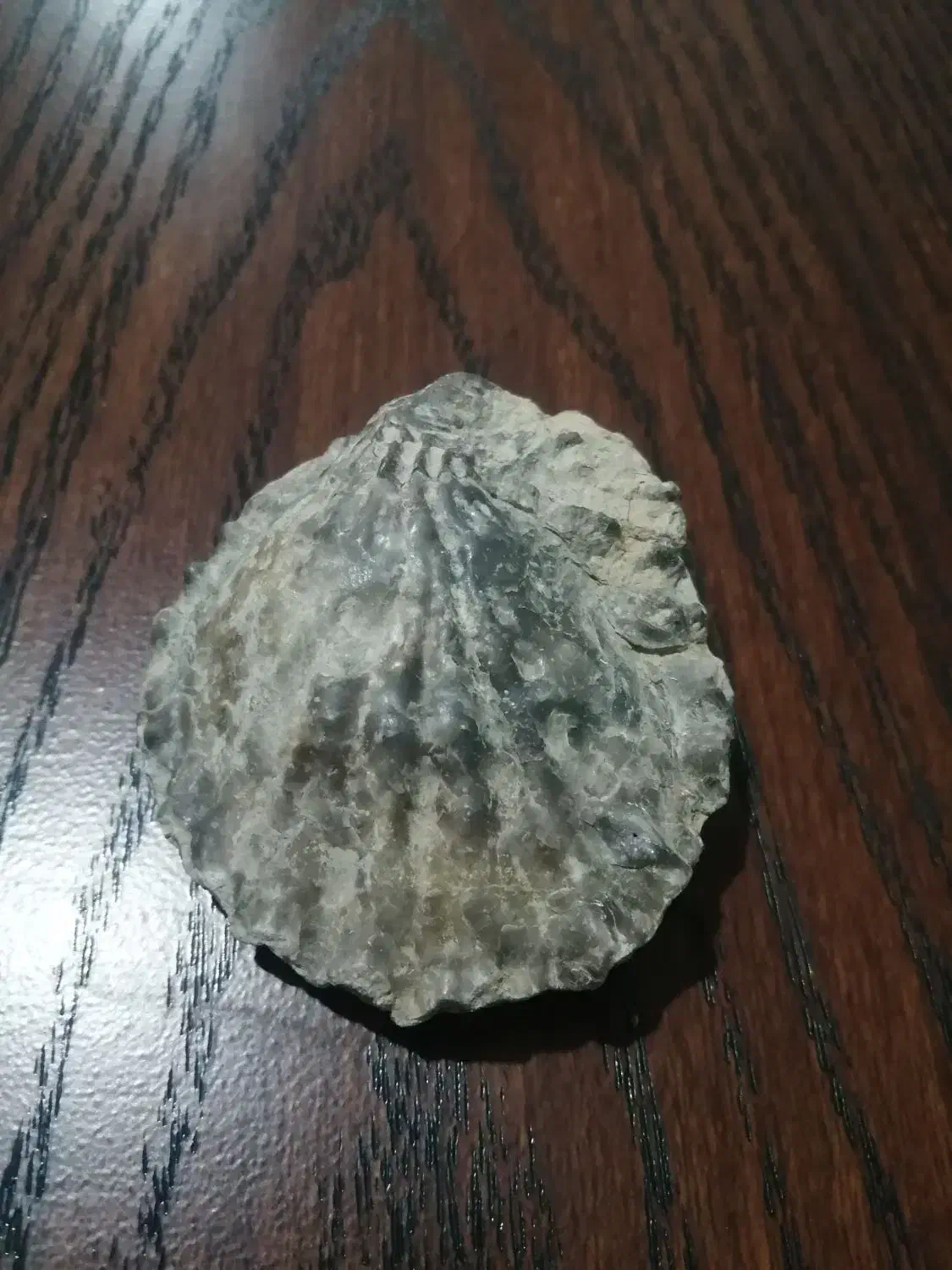 فسیل اصل|کلکسیون اشیاء عتیقه|تهران, فلسطین (میدان انقلاب)|دیوار