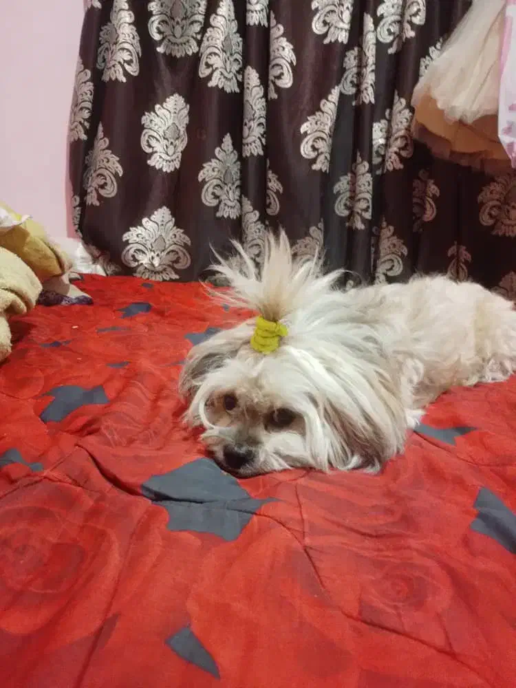 واگذار شیتزو کراس|سگ|گرگان, |دیوار