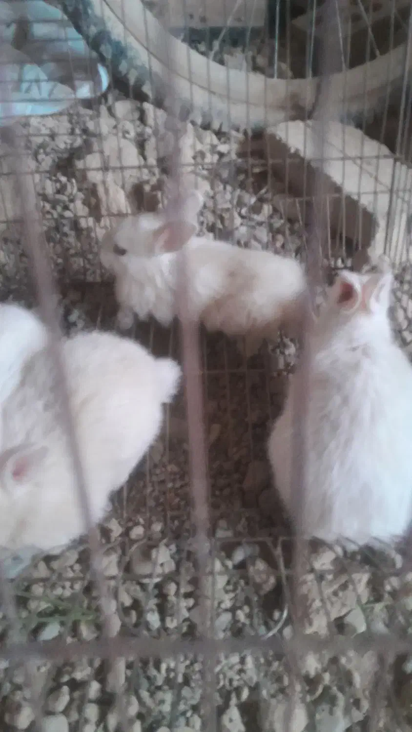 بچه خرگوش دونه ۲۵۰|موش و خرگوش|ورامین, ورامین|دیوار