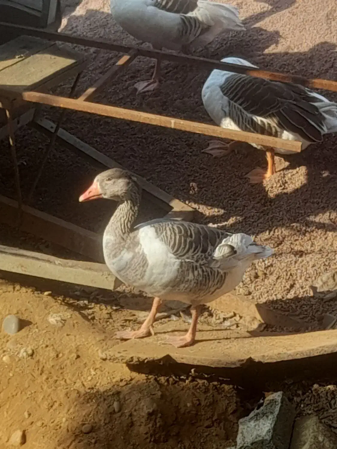 غاز|حیوانات مزرعه|املش, |دیوار