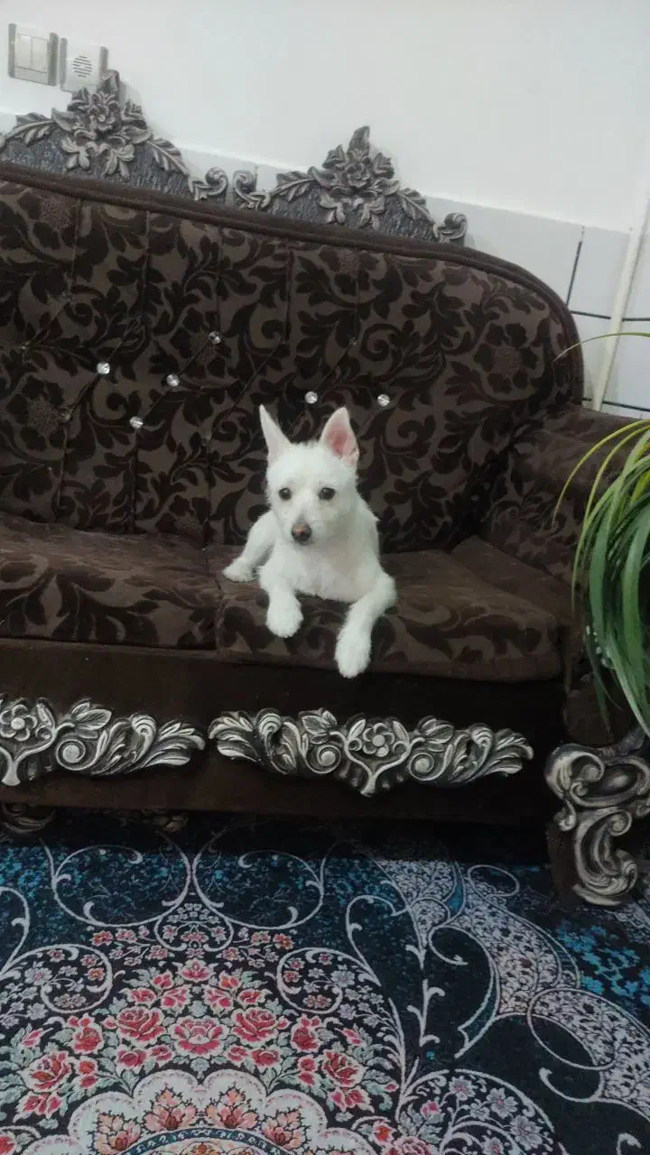 سگ اشپیدز با نمک او حرف گوش کن|سگ|ساوه, |دیوار