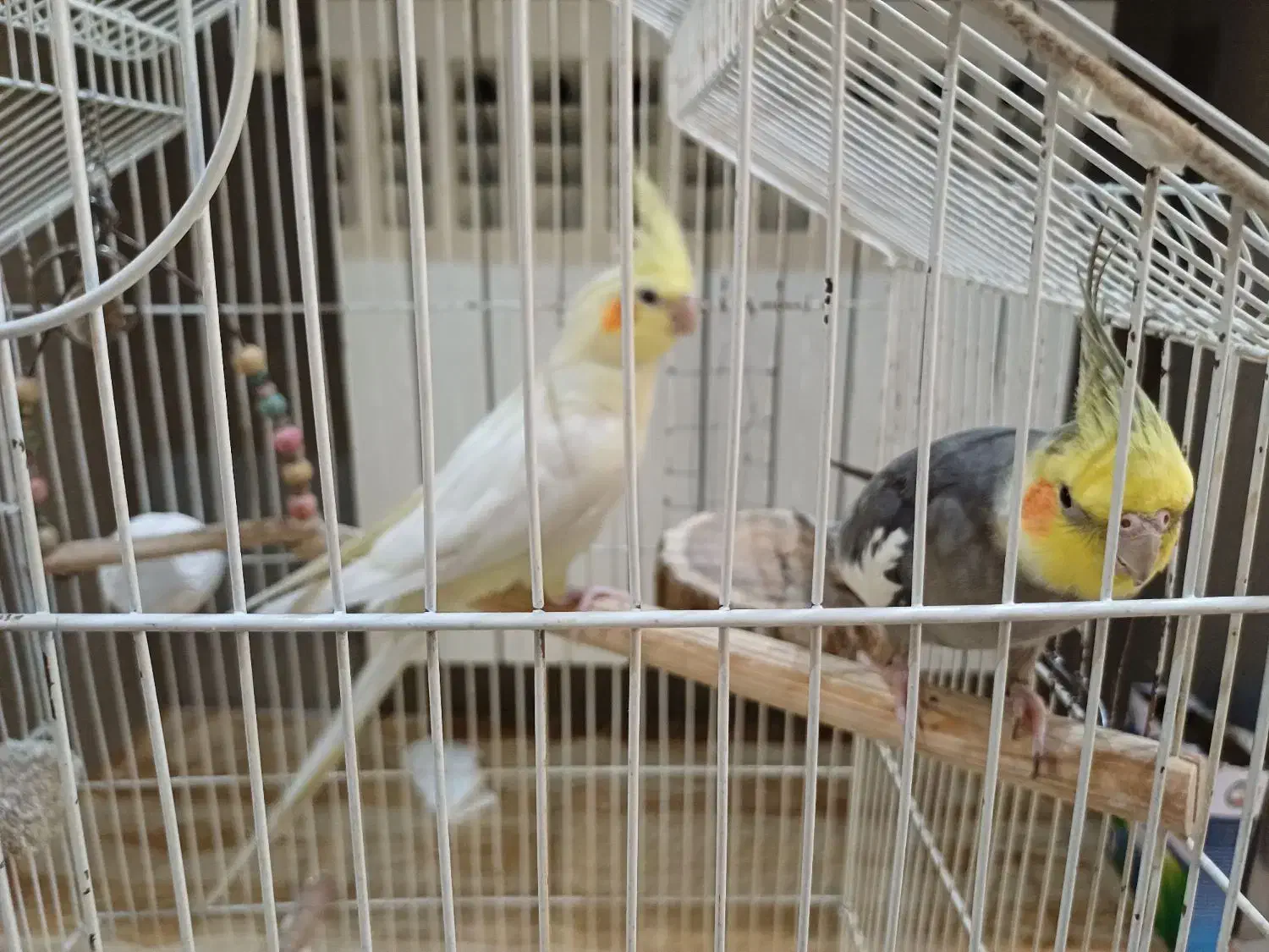 عروس هلندی جفت مولد|پرنده|تهران, توحید|دیوار