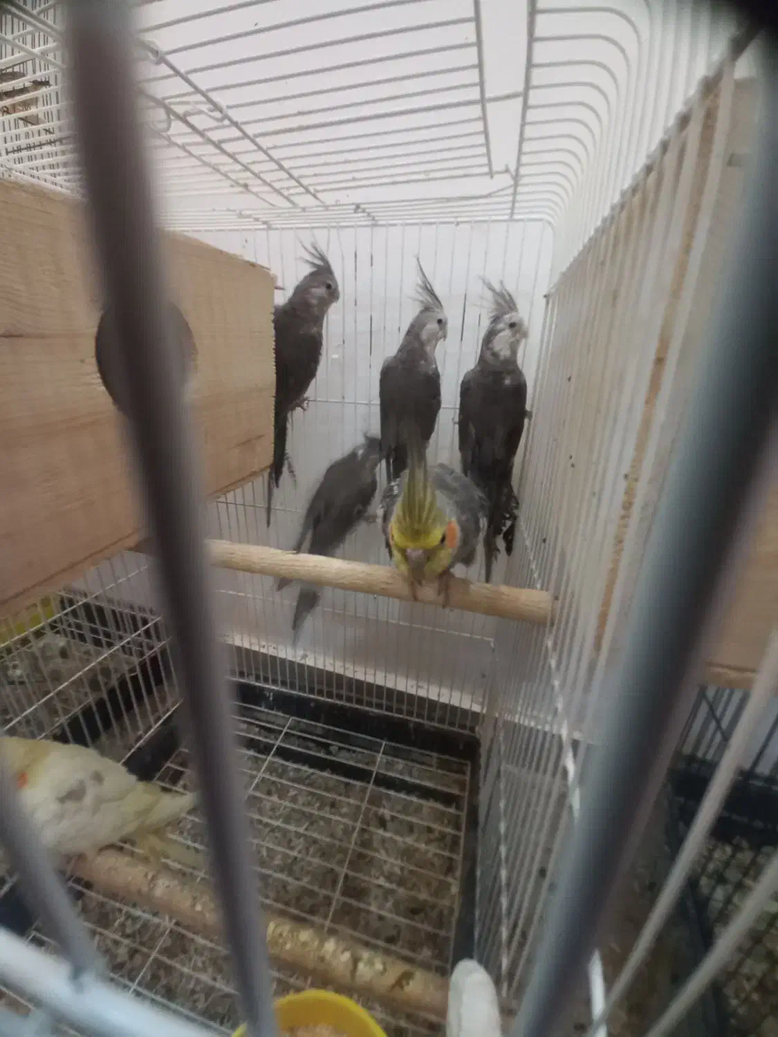 ۶عدد عروس هلندی جوان|پرنده|بندر انزلی, معلم|دیوار