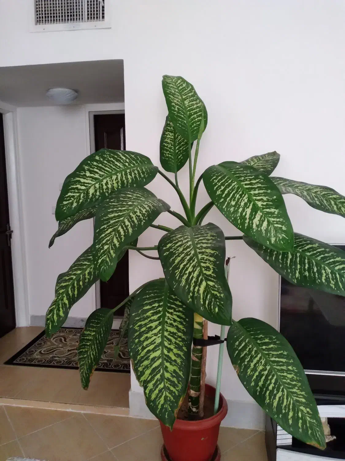 گل دیفن مادر|گل و گیاه طبیعی|نیشابور, گمنام غربی|دیوار