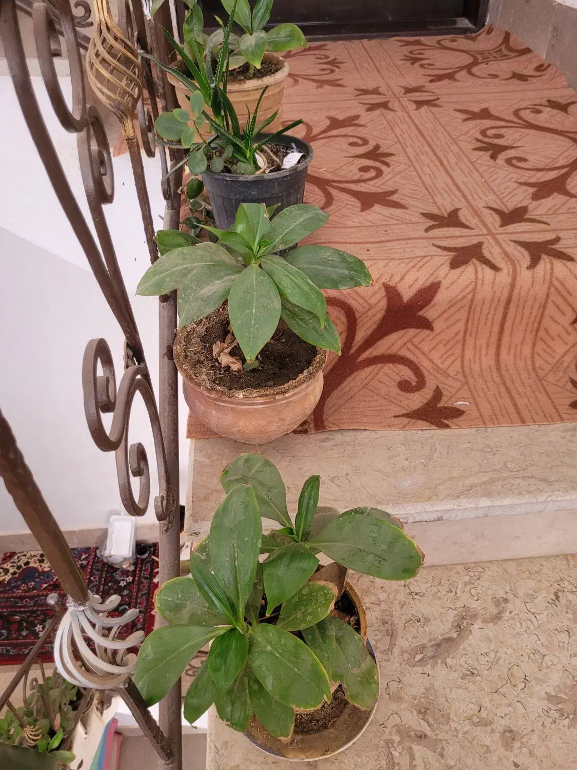 گل ها فروشی|گل و گیاه طبیعی|کاشمر, |دیوار