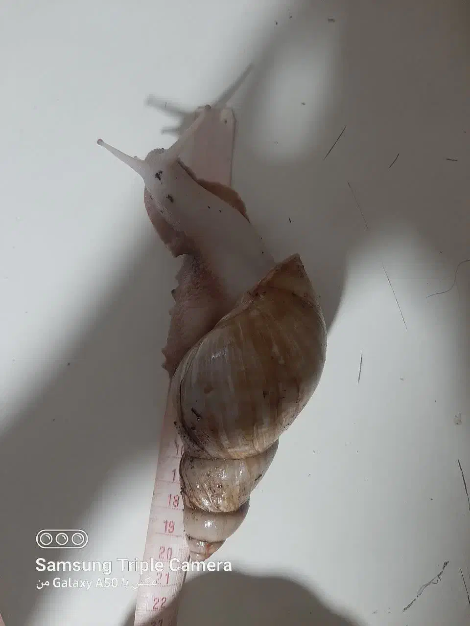 حلزون سوپرمولد وکوچیک وخاک کوکوپیت|خزنده|مشهد, چهارچشمه|دیوار