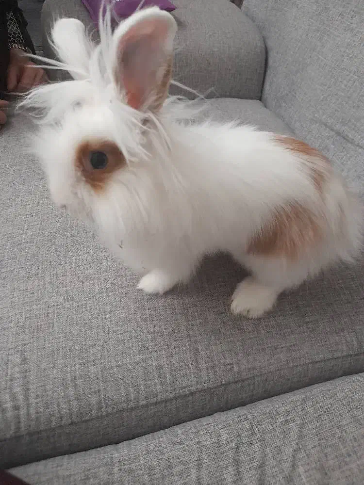 خرگوش ماده|موش و خرگوش|تهران, شهرک پاسداران|دیوار