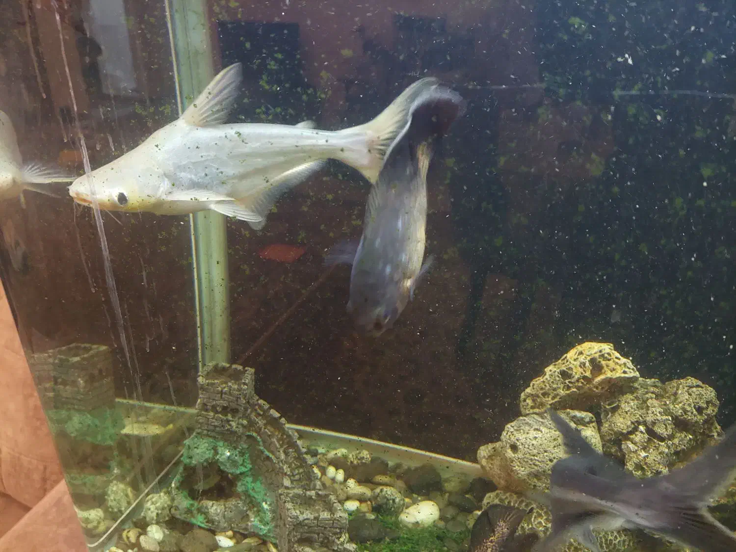 ماهیان آکواریومی درشت|ماهی|بجنورد, |دیوار