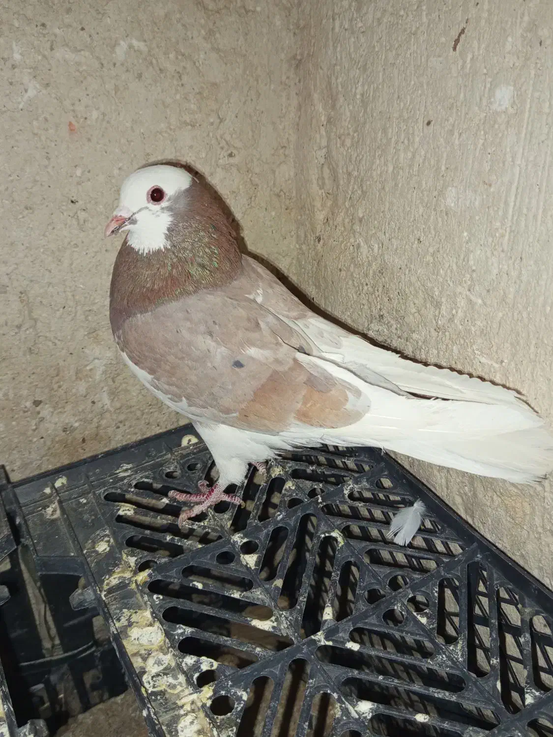 لیلک سرخ خال سیاه|پرنده|شیراز, محمدیه|دیوار