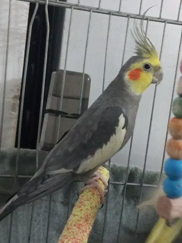 عروس هلندی|پرنده|تهران, کیانشهر|دیوار