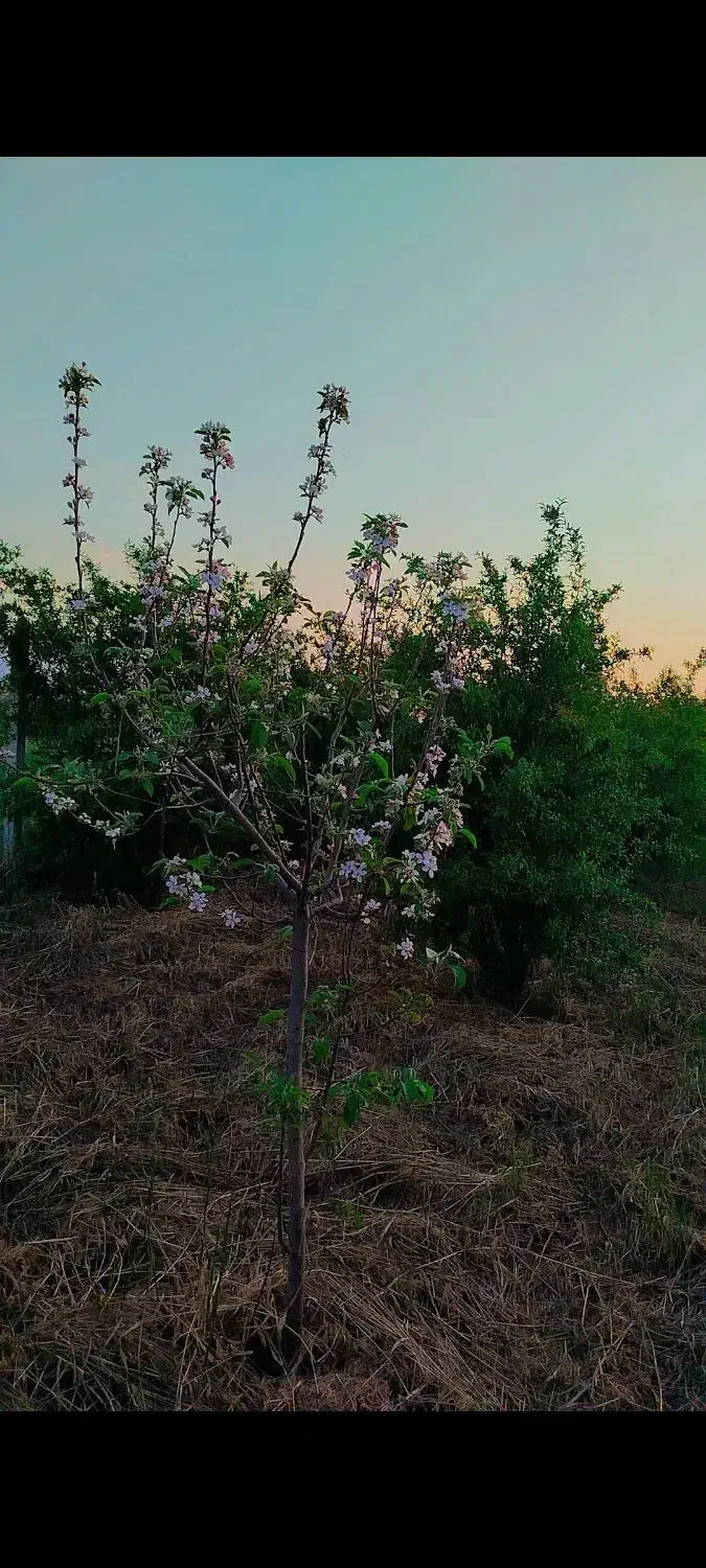 باغ انار 1000متری چهار ساله روستای زنگیان|فروش زمین و ملک کلنگی|گرگان, |دیوار