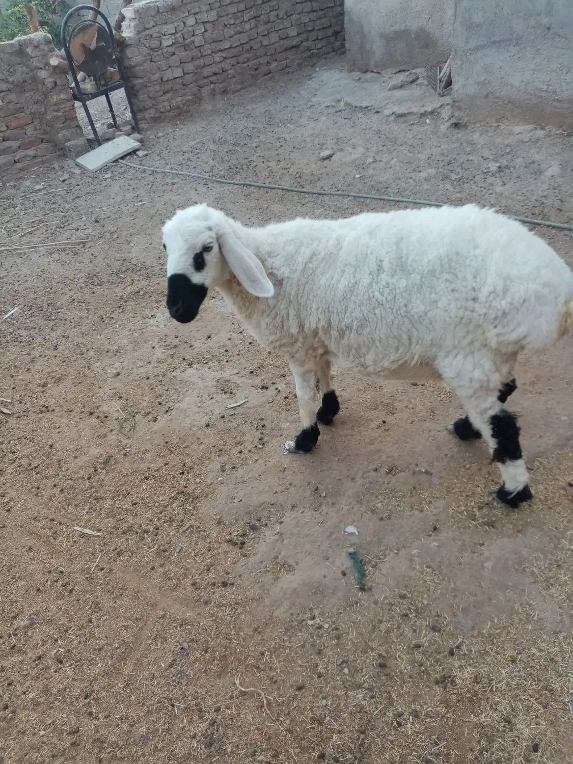 گوسفندماده|حیوانات مزرعه|کرباسک, |دیوار