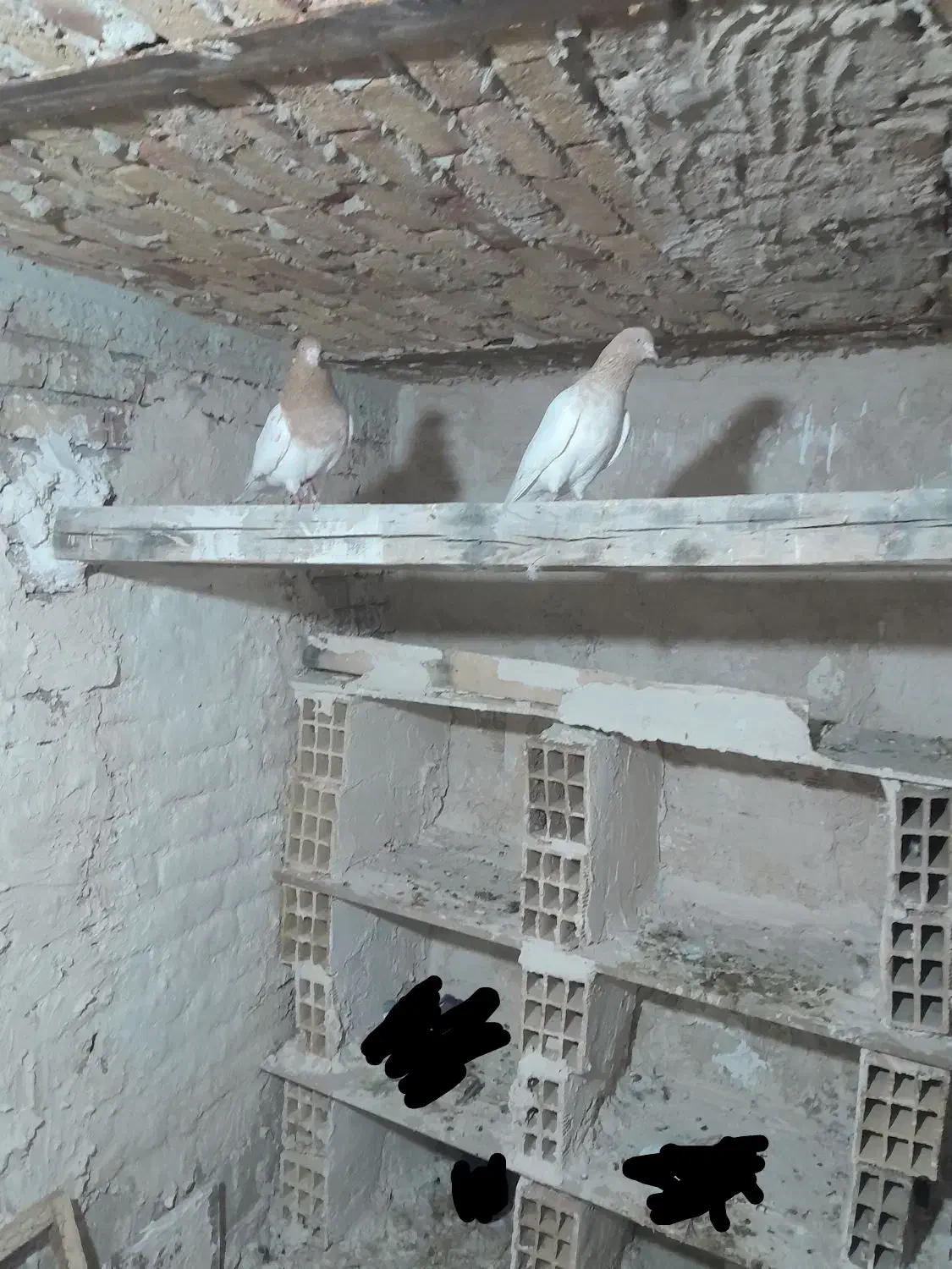 یک جفت کبوتر کله زرد|پرنده|اهر, |دیوار