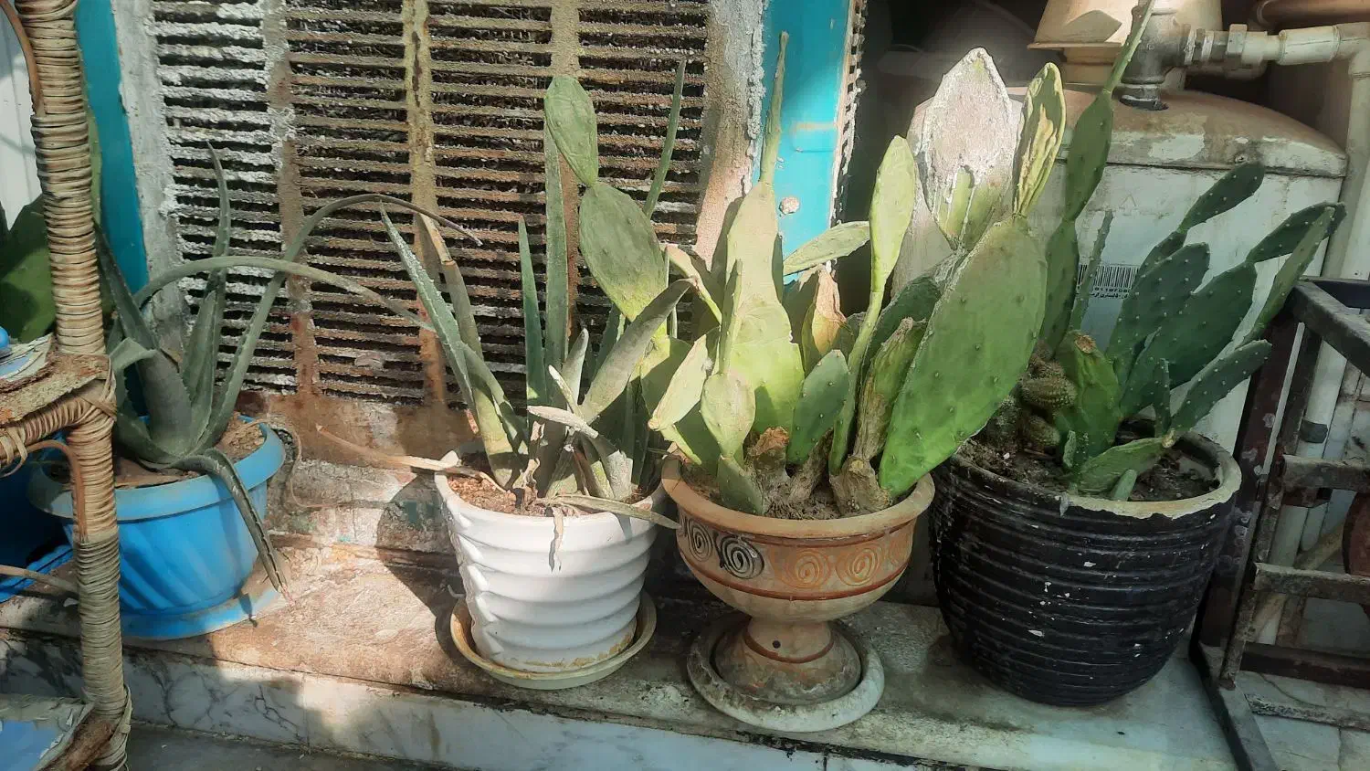 گل و گلدان زیبا به صرفه|گل و گیاه طبیعی|قم, هفت تیر|دیوار