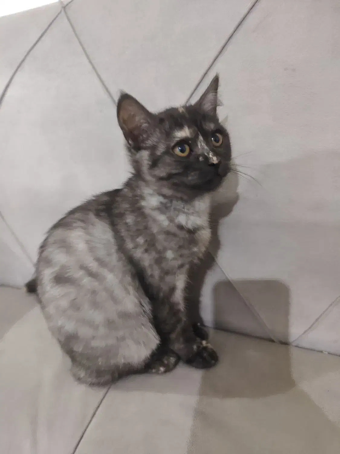 گربه اسکاتیش|گربه|بومهن, |دیوار