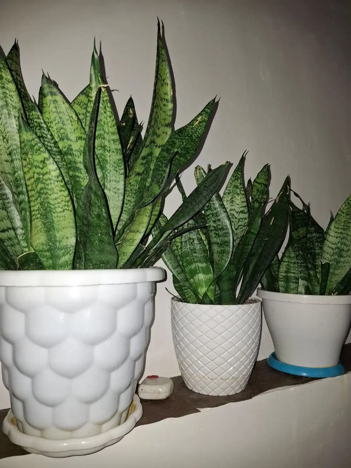 گل و گیاه|گل و گیاه طبیعی|املش, |دیوار