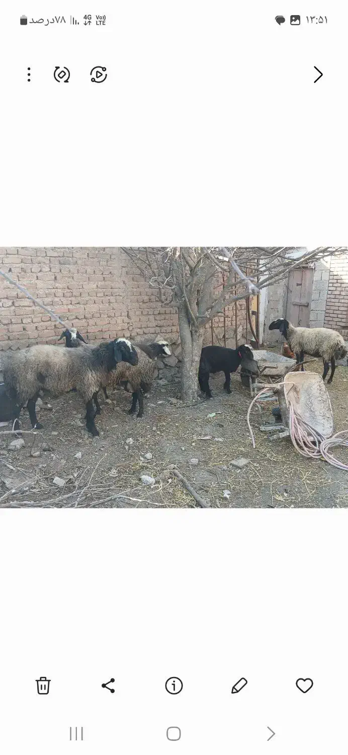 گوسفند ژن دار اصلاح نژاد|حیوانات مزرعه|نمین, |دیوار